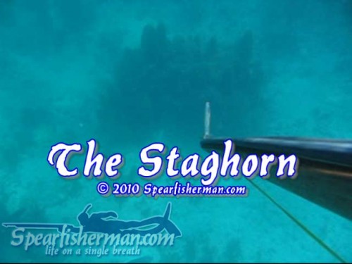 thestaghorn