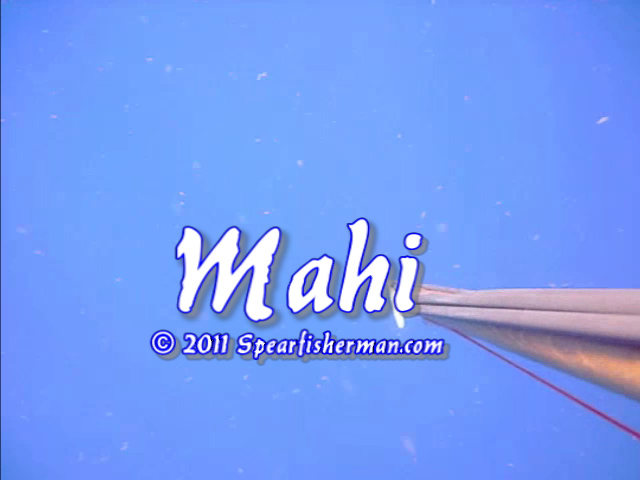 dolphinspearfishing 20110522 final