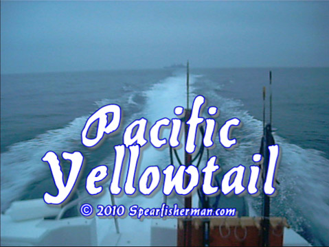 sandiegospearfishing 2010