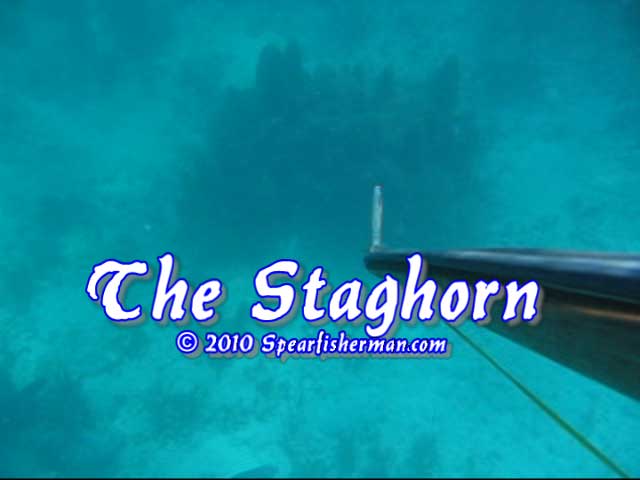 thestaghorn