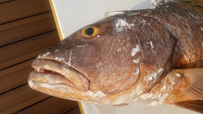 spearfishing cubera in key largo