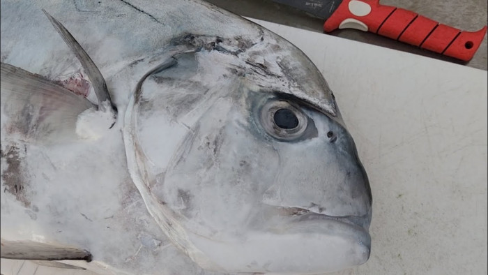 key largo african pompano sailfish77