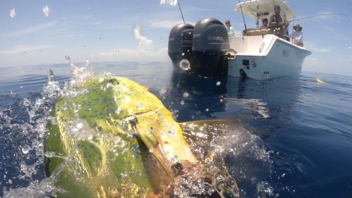 PB 25# Mahi - Key Largo - July 2023