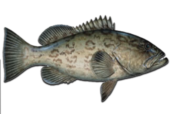 black grouper